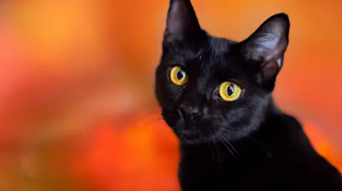 Terrassa Bans Black Cat Adoptions Ahead of Halloween