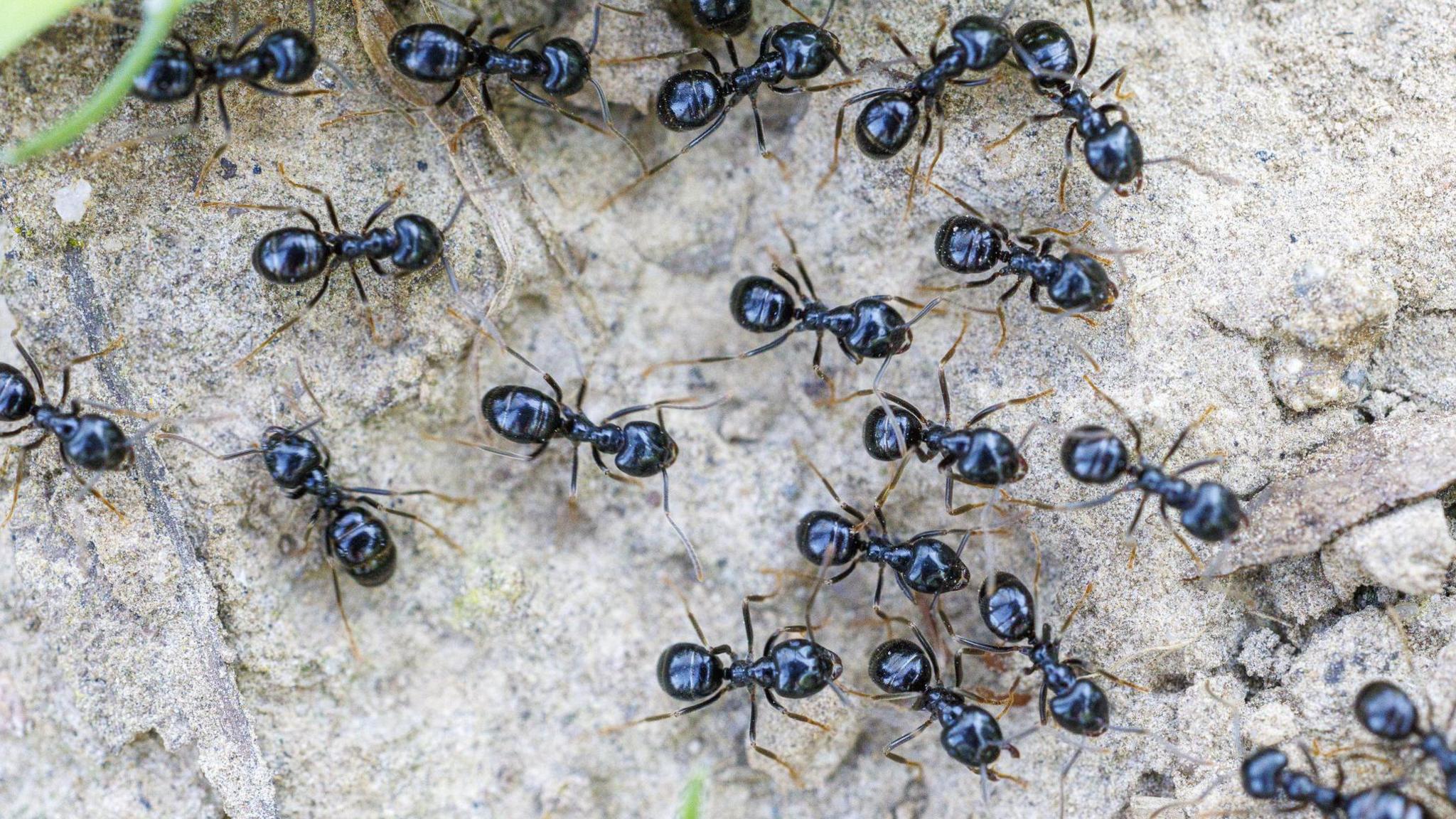 Michelin‑starred restaurant faces jailed charges after using ants as dessert garnish