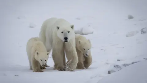 Remarkable Polar Bear Adoption Documented in Northern Canada