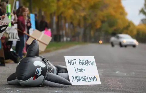 To Save or Not: The Dilemma of Thirty Beluga Whales in Canada