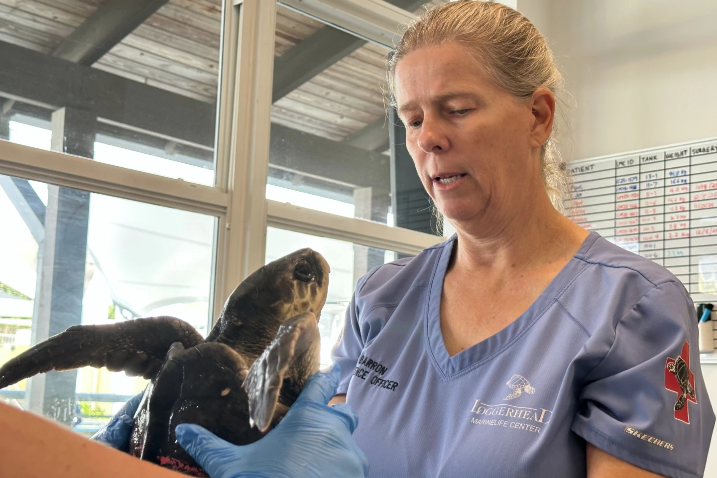 Endangered Kemp's Ridley Sea Turtles Receiving Care in Florida