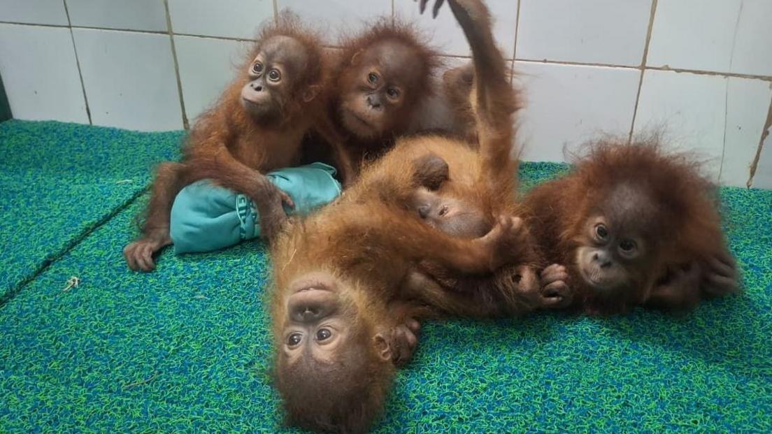 Five Baby Orangutans Discovered in Odisha Forest Prompting Trafficking Investigation