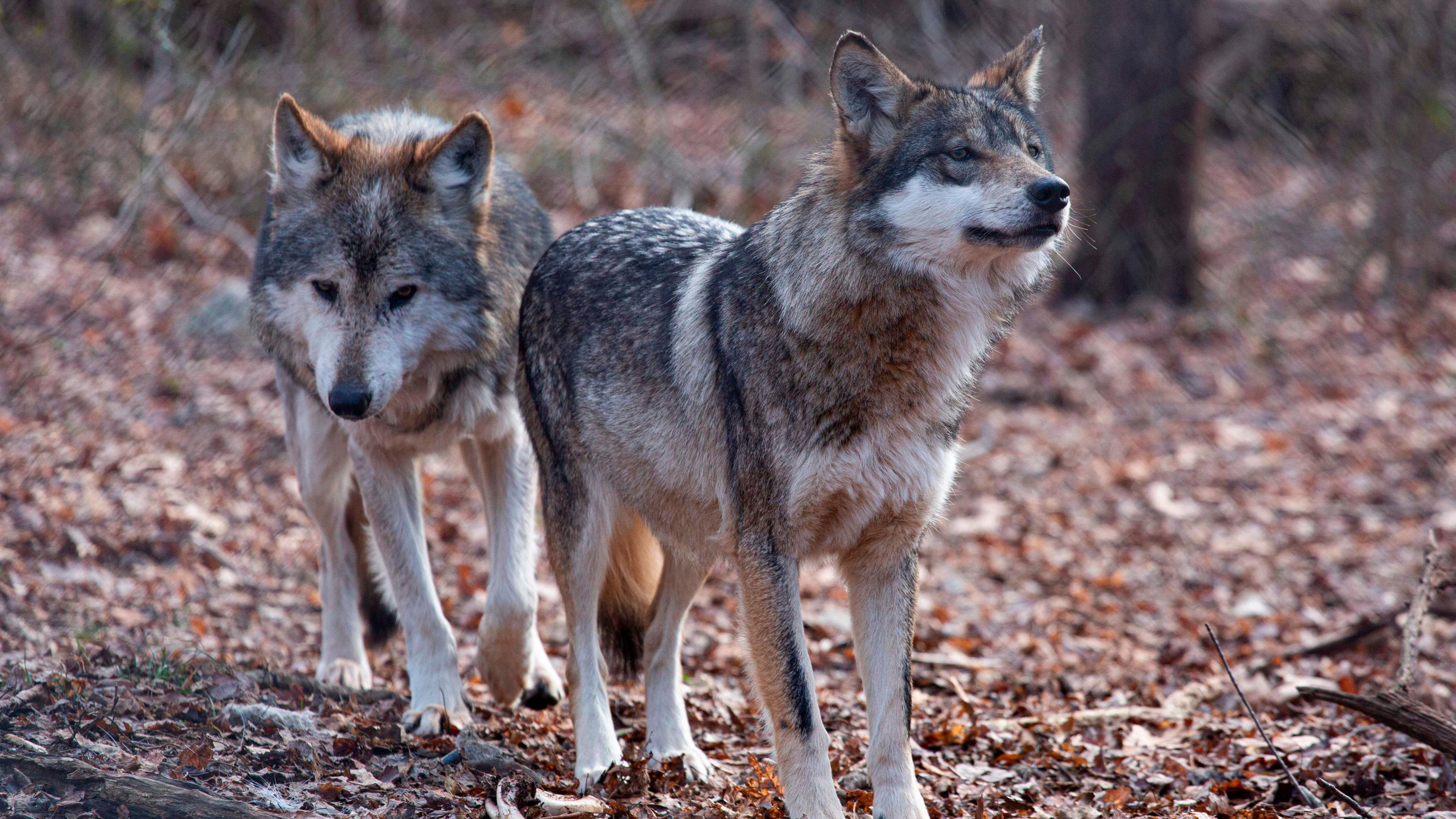 Trump Executive Order Removes Grey Wolf Endangered Status