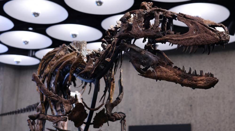 'Jodi' skeleton