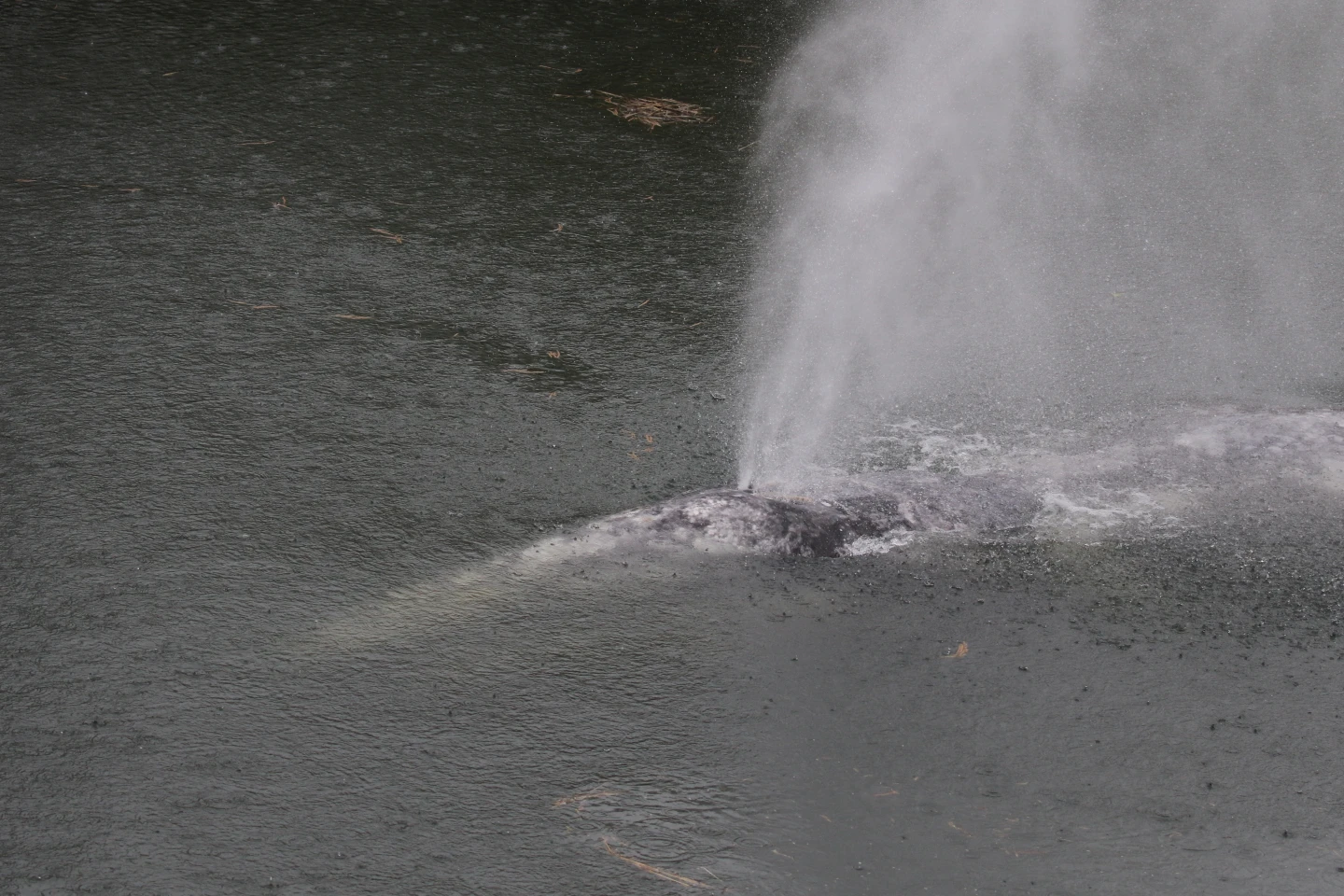 Juvenile Gray Whale Found Dead in Washington River: A Sign of Population Decline