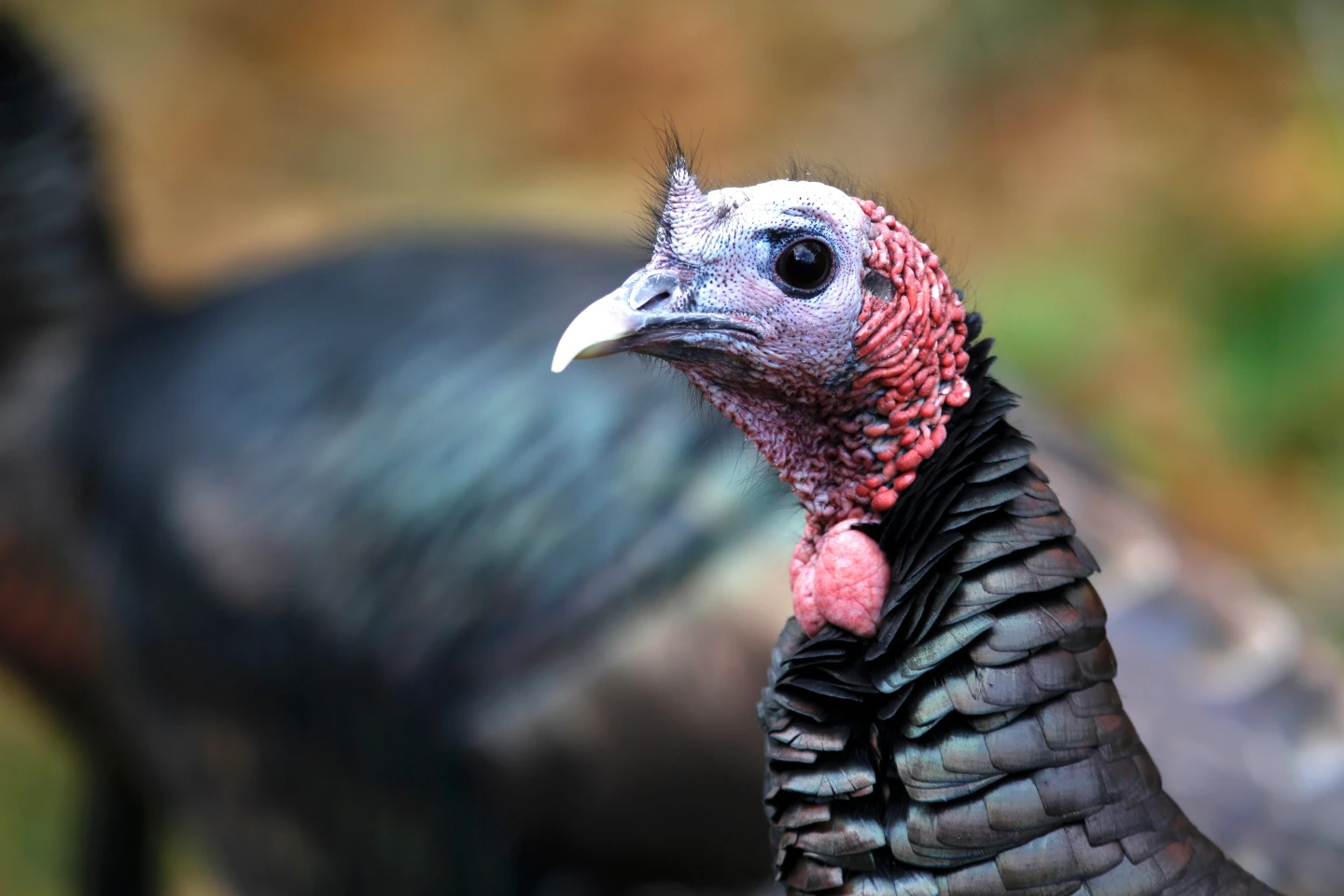 The Turkeys of Thanksgiving: A Conservation Triumph