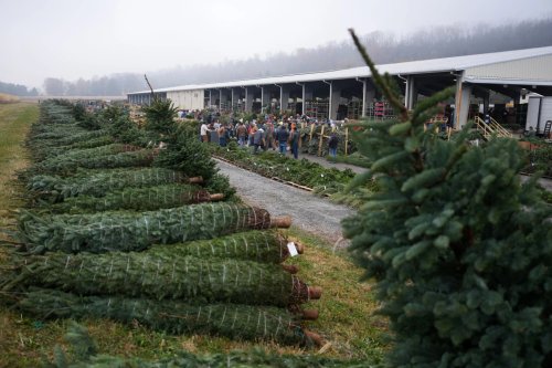 Pennsylvania's Christmas Tree Auction Attracts Bidders Amid Changing Trends