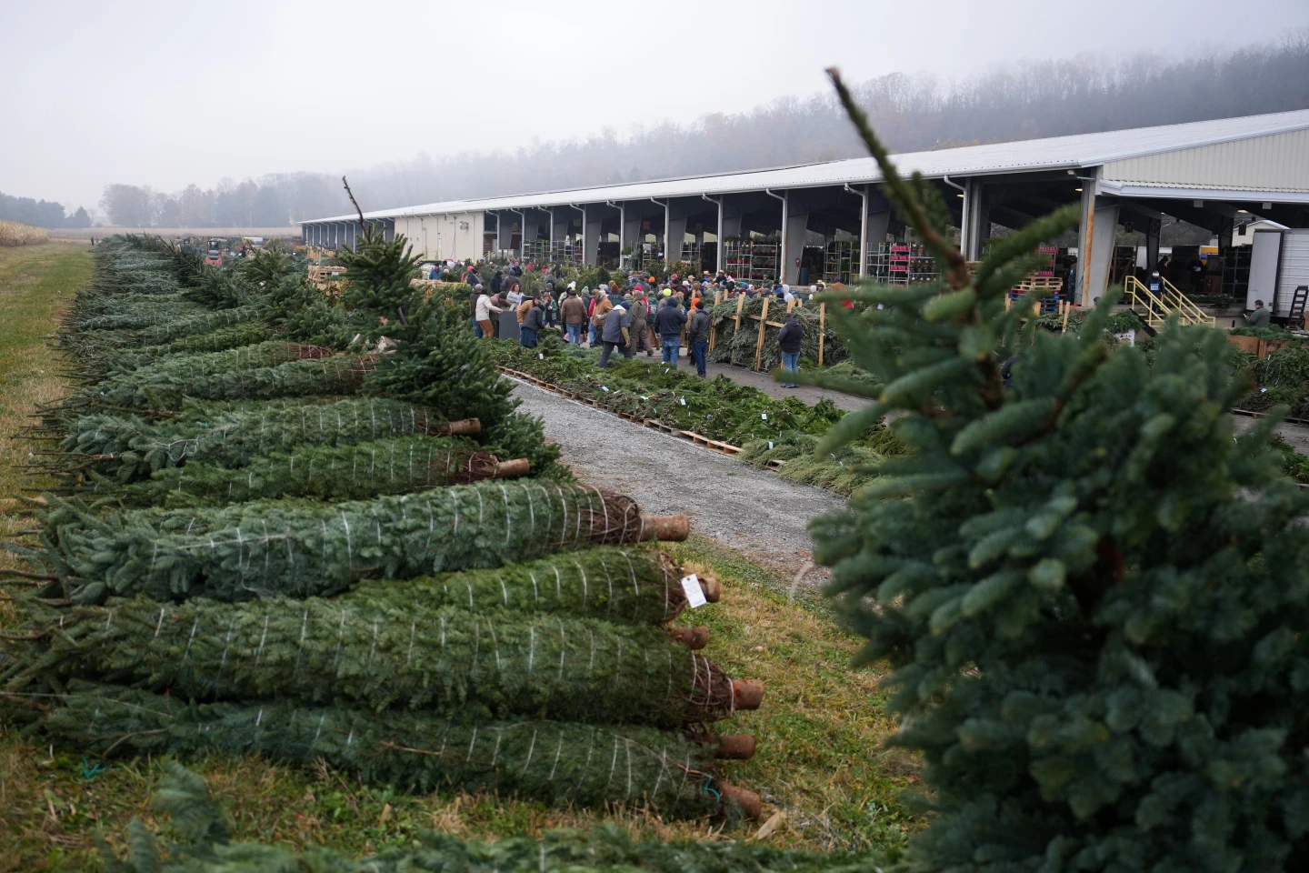 Pennsylvania's Christmas Tree Auction Attracts Bidders Amid Changing Trends