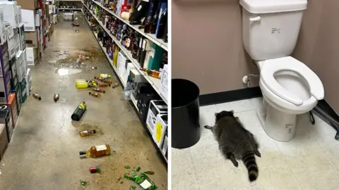Raccoon’s Boozy Binge: Drunk Raccoon Found Passed Out at Virginia Liquor Store